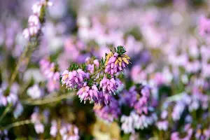 Garden Plant Prints: Erica carnea Mr Sam Doncaster