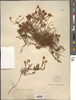 Heathland Prints: Erica sp
