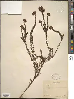 Plant Identification Prints: Erica sp