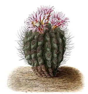 Spherical Prints: Eriosyce sp BlKakteenT67
