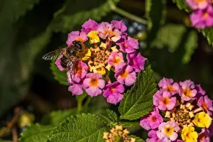 Arthropoda Prints: Eristalis tenax, Common Drone Fly on a Lantana Flower