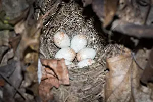 Nest Prints: Erithacus rubecula. The nest of the Robin in nature
