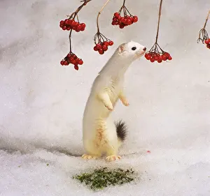 Sniffing Prints: Ermine, Stoat (Mustela erminea) sitting on its haunches in snow while sniffing at red berries
