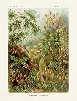 ERNST HAECKEL ART - Muscinae - 19th Century - Antique Botanical illustration - Illustrations of the book