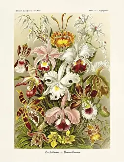 ERNST HAECKEL ART - Orchids - 19th Century - Antique Botanicall illustration - Illustrations of the book