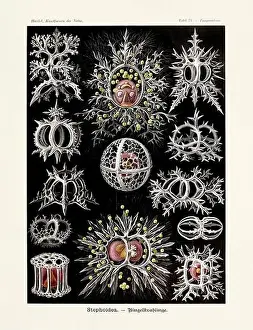Public Domain Prints: ERNST HAECKEL ART - Stephoidea - 19th Century - Antique Zoological illustration - Illustrations of the book