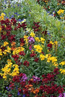 Erysimum. Colourful wallflowers in a spring border. UK