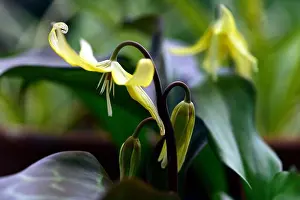 Shady Prints: erythronium sundisc, yellow flowers