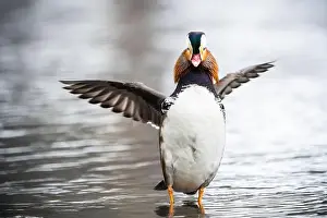 Animal Wing Prints: Escaped farm mandarin duck, along the shores of the St. Lawrence River