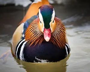 Animal Wing Prints: Escaped farm mandarin duck, along the shores of the St. Lawrence River
