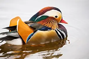 Animal Wing Prints: Escaped farm mandarin duck, along the shores of the St. Lawrence River