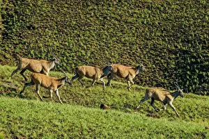 Greenish Prints: Escaping eland antelopes, Lotheni