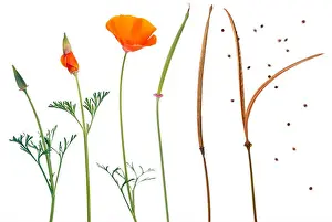 Capsules Prints: Eschscholzia Californica (California Poppy)