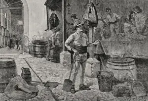 Offspring Prints: España. La vendimia en Jerez, Andalucía