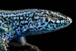 Omnivorous Prints: Esparto island lizard (Podarcis pityusensis kamerianus)