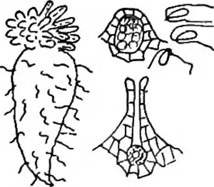 Bookpublisher Prints: The essentials of botany. Botany