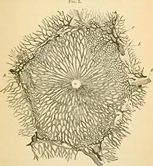 Booksubjectphysiology Prints: Essentials of physiology, arranged in the form of questions and answers