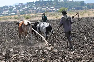 Cows Prints: Ethiopian men in a field