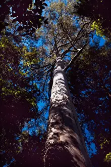 Things Prints: eucalyptus, gum (Eucalyptus spec)