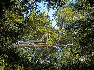Bushland Prints: Eucalyptus Gum Trees branch growing tall