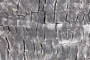 Scratched Prints: Eucalyptus tree cut trunk background