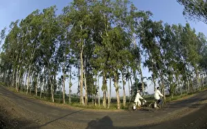Strasse Prints: Eucalyptus tree plantation at Ralegan Siddhi near Pune, Maharashtra, India, Asia