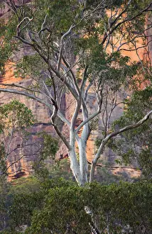 Rugged Prints: Eucalyptus tree with sandstone escarpment