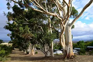 Holiday Resort Prints: Eucalyptus trees and stormy sky at Warmwaterberg spa near Barrydale, Karoo, South Africa