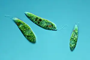 Microorganism Prints: Euglena spec. (Euglena spec.), in differential interference contrast