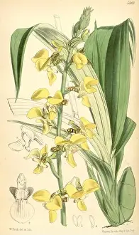 Eulophia streptopetala var. streptopetala (as syn. Lissochilus krebsii) - Curtis 96 (Ser. 3 no. 26) pl. 5861 (1870)
