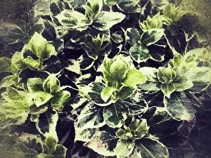 Variegated Prints: Euonymus fortunei, Variegated winter creeper