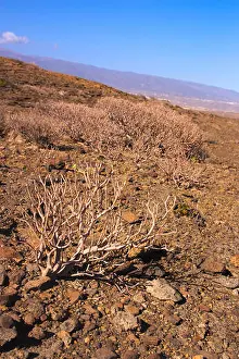 Lanzarote Prints: Euphorbia balsamifera: It is a perennial shrub
