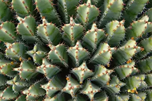 Waterless Prints: Euphorbia Resinifera cactus plant, origen Africa, in Botanicactus garden, Mallorca, Spain