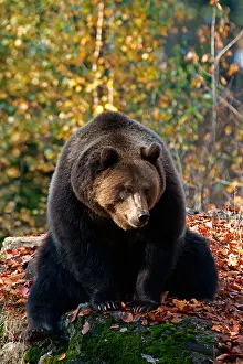 Sits Prints: Eurasian Brown Bear (Ursus arctos arctos)