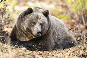 Ursus Arctos Prints: Eurasian Brown Bear (Ursus arctos arctos) lying in a forest, Bavaria, Germany, Europe