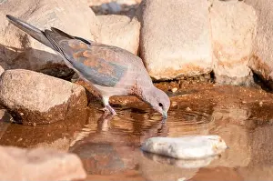 Namibia Prints: Eurasian collared dove, Streptopelia senegalensis, drinking, Namibia