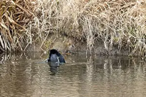 Wild Bird Prints: Eurasian Coot Diving in a Pond – Water Bird in Action