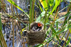 Begging Prints: Eurasian cuckoo (Cuculus canorus), chick in the nest of a reed warbler, Germany