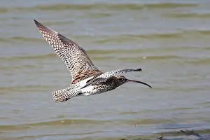Animal Portrait Prints: Eurasian Curlew in flight, Hayle Estuary RSPB Reserve, Cornwall, England, UK