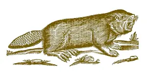 Beaver Prints: Eurasian or european beaver (castor fiber) showing his teeth