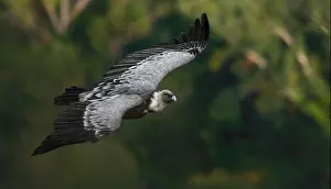 Accipitridae Prints: A Eurasian Griffon Vulture (Gyps Fulvus) flying over a green forest
