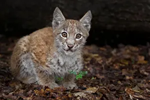 Lynx Prints: Eurasian Lynx cub, 2 months old