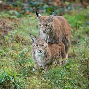 Lynx Prints: Eurasian Lynx (Lynx lynx), mating attempt of a young lynx, captive, Lower Saxony, Germany