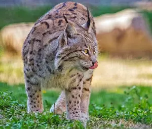 Lynx Prints: Eurasian Lynx (Lynx), usually live in forested and rocky areas in Turkey