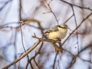 Eurasian Prints: Eurasian nuthatch or wood nuthatch, lat