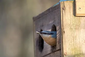 Feeding Prints: Eurasian nuthatch/wood nuthatch (Sitta europaea) leaving a birdhouse/bird feeder with sunflower seeds in its beak