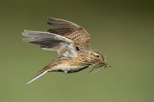 Wings Spread Prints: Eurasian Skylark flying with nesting material in its mouth