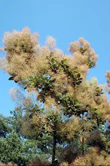 Eurasian Prints: Eurasian Smoketree Cotinus coggygria var Purpureus also called Smokebush or Venetian sumac