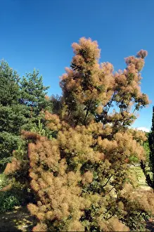 Eurasian Prints: Eurasian Smoketree Cotinus coggygria var Purpureus also called Smokebush or Venetian sumac