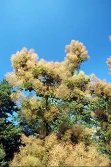 Eurasian Prints: Eurasian Smoketree Cotinus coggygria var Purpureus also called Smokebush or Venetian sumac